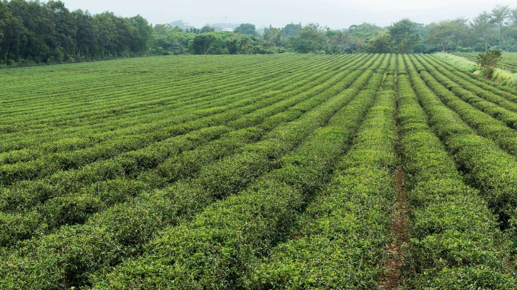 Sustainable Farming in Spain - Where Agriculture, Responsibility, and Profit Meet 7