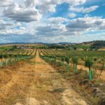 Managed Almond Farms