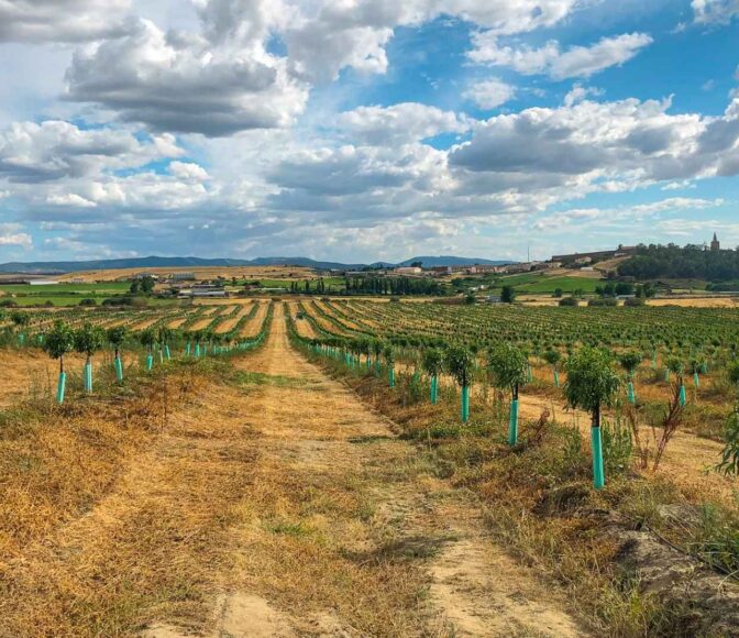 Managed Almond Farms