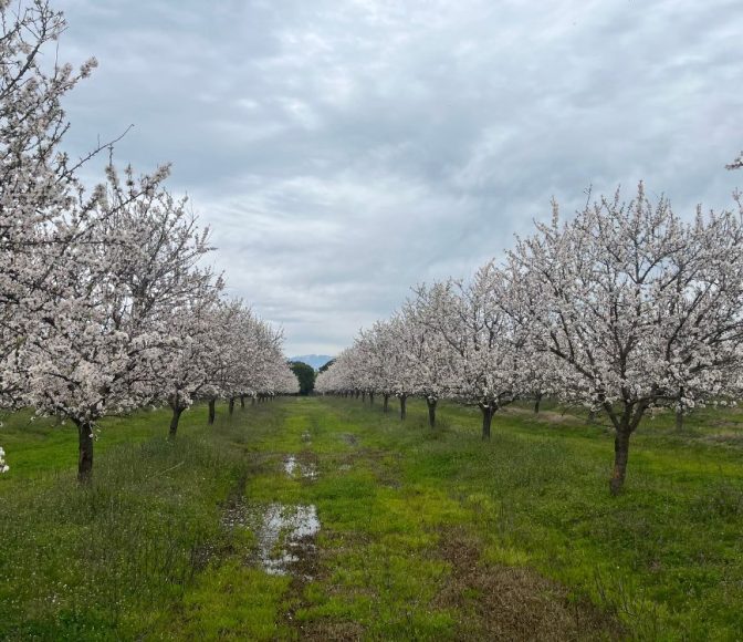 Agriculture Practices-agro-invest-spain-farmland-investment (13)