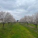 Almond Farming - agro invest spain - almond farming