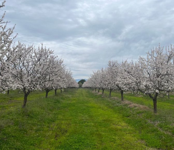 Almond Farming - agro invest spain - almond farming